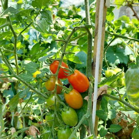 Lion's Lair 3* Himare