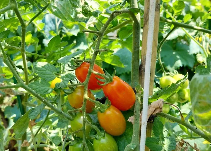 Lion's Lair 3* Himare